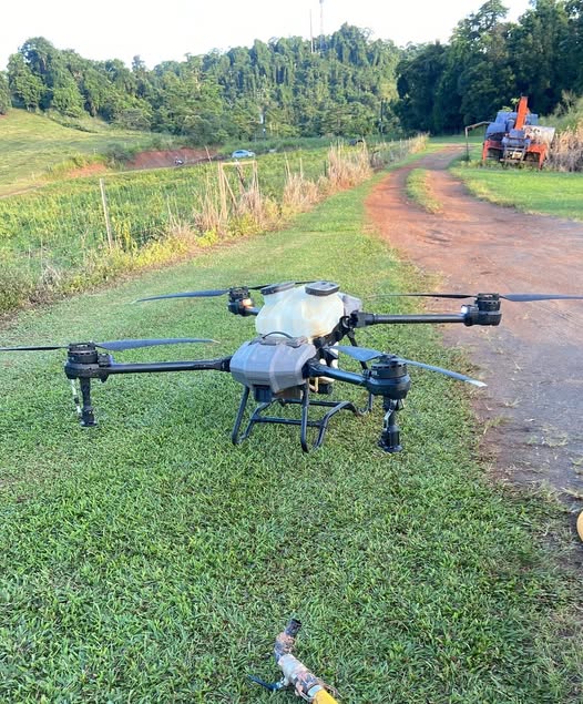 drone cattle spraying